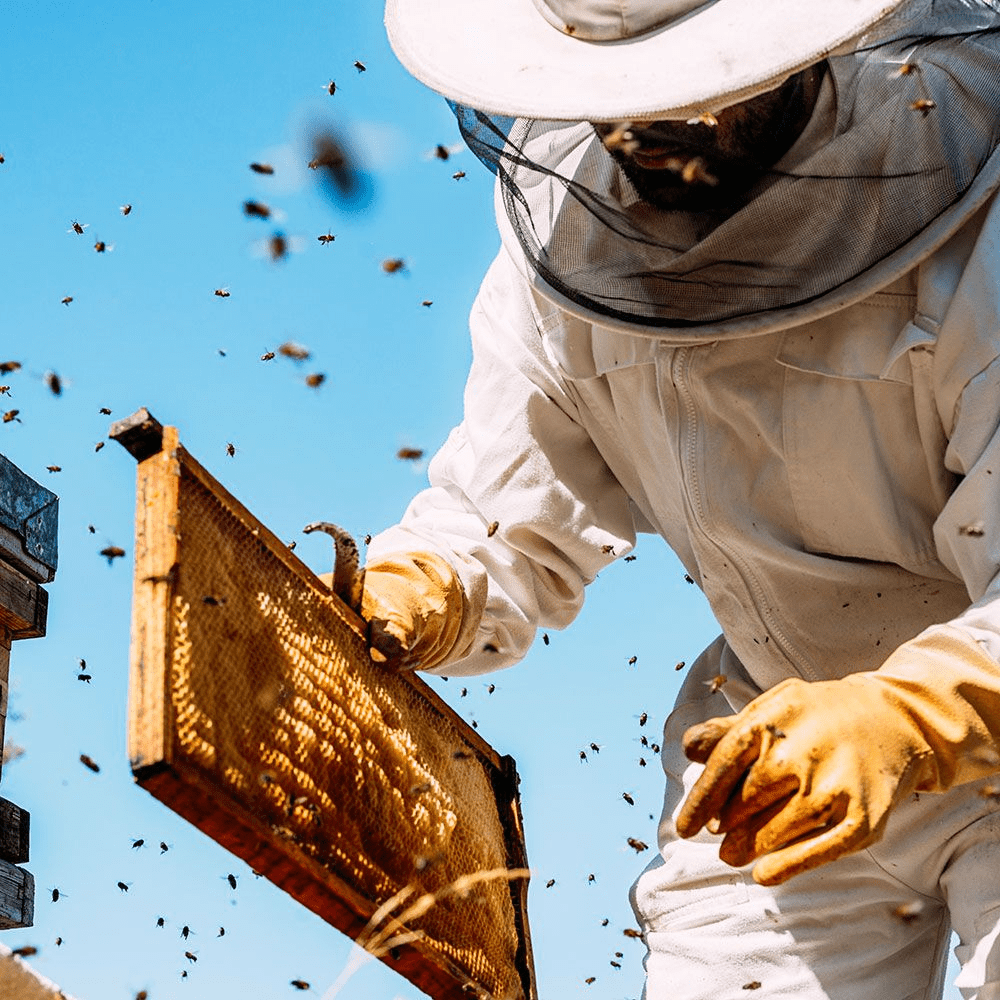 Natural golden honey — HaramOrganic